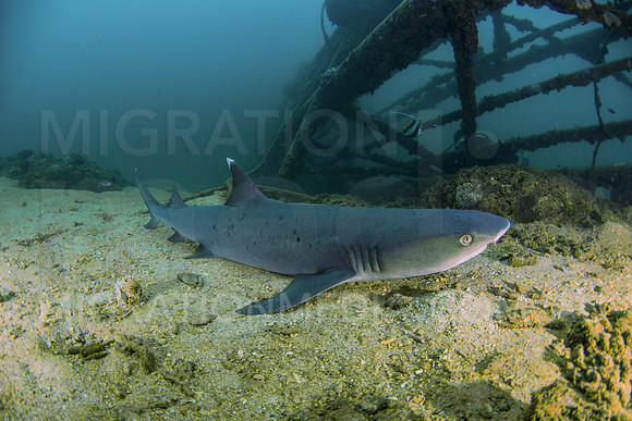 White-Tip reef Shark resting on Sand