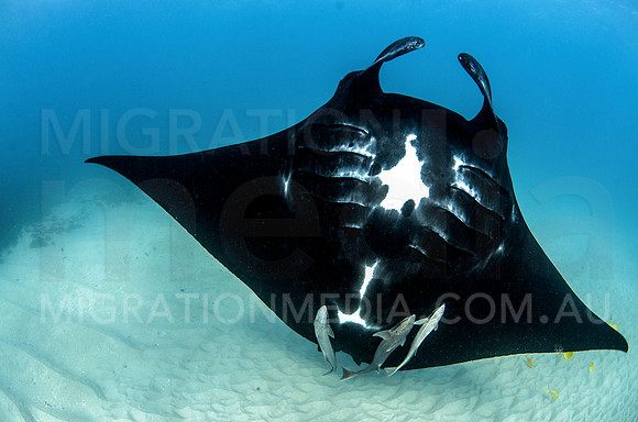 Black Manta Ray Feeding