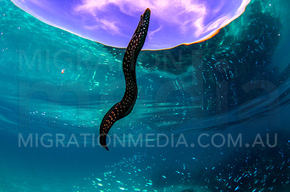 Eel Blenny Swimming at Surface