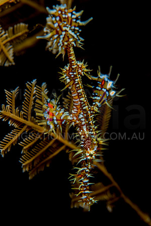 Orange Ornate Ghost Pipefish