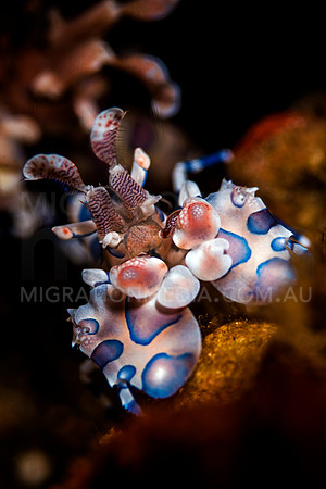 Beautiful Harlequinn Shrimp