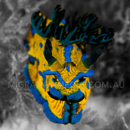 Blue Nudi Pop