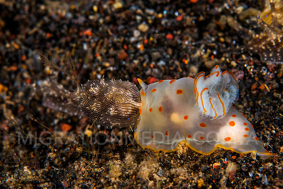 Sea Hare Eaten by Nudibranch (1)