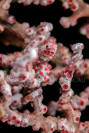 Bargibanti Pygmy Seahorse Close