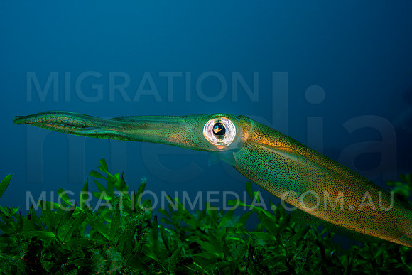 Squid Side-On