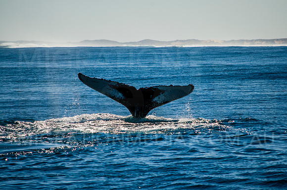 Backlit Humpback Whale Fluke and Water