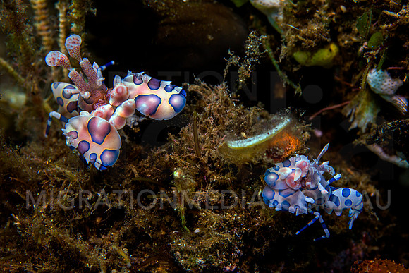 Harlequinn Shrim Pair