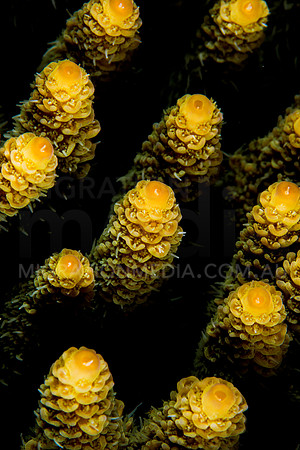 Yellow Acropora