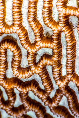 Brain Coral Pattern