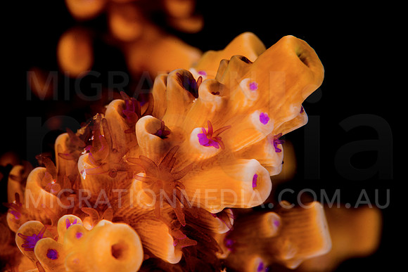 Staghorn Coral Polyps