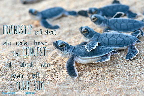Turtle friends