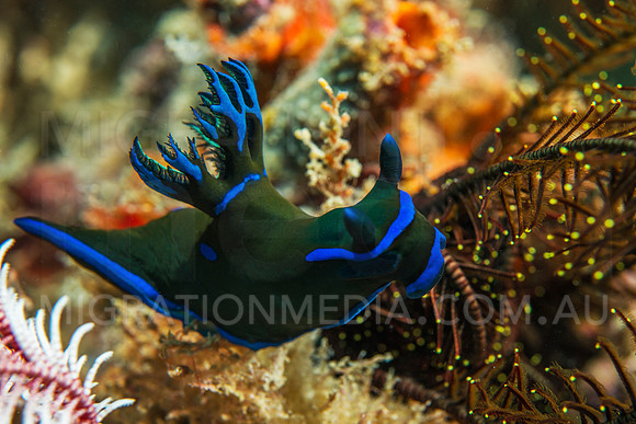 Large Green Nembrotha Nudibranch