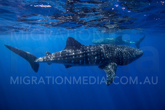 Two Whalesharks Circling