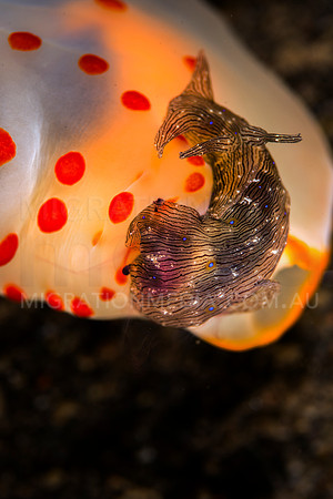 Sea Hare Eaten by Nudibranch (5)