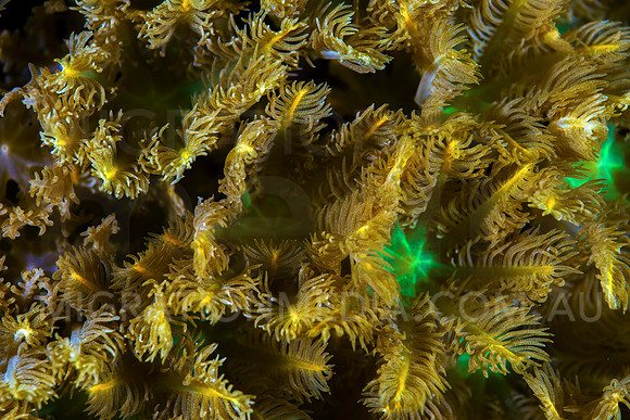 Polyps