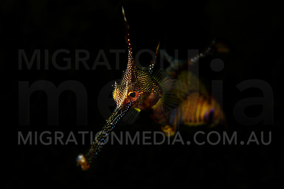 Weedy Sea Dragon Portrait