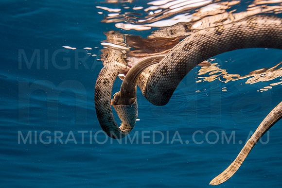 Sea Snake with Eating Fish
