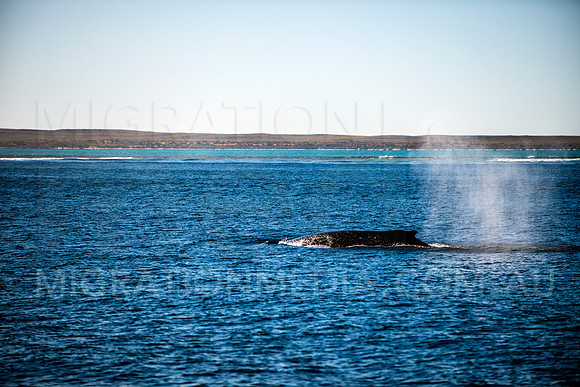 Humpback Whale Ningaloo Reef