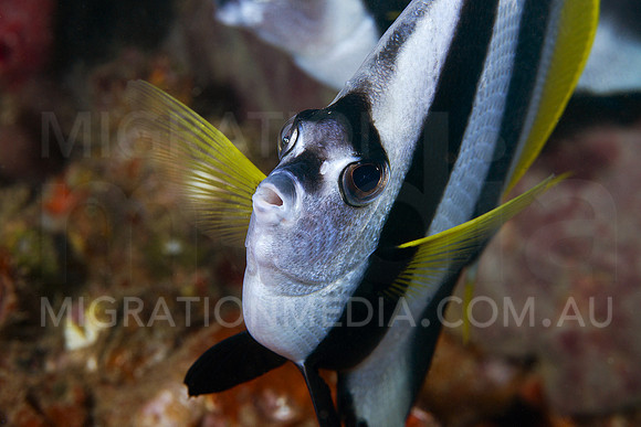 Bannerfish Close-Up