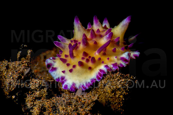 Mexichromis Nudibranch (1)