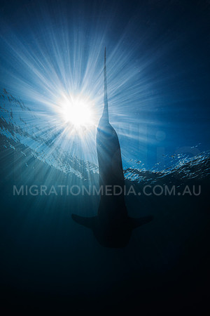 Dark Whaleshark Silhouette