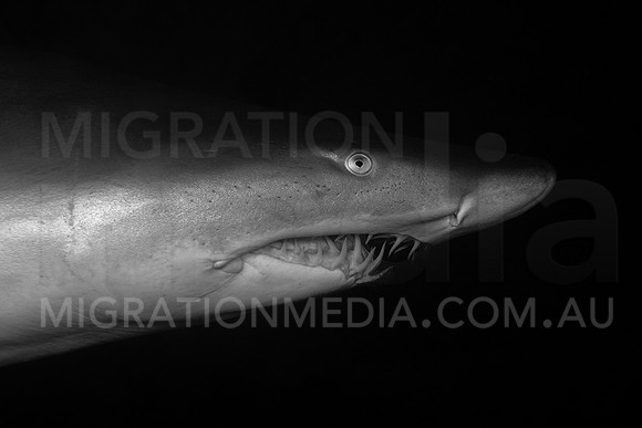 Grey Nurse Shark Close B&W