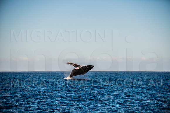 Huge Humpback Whale Breach