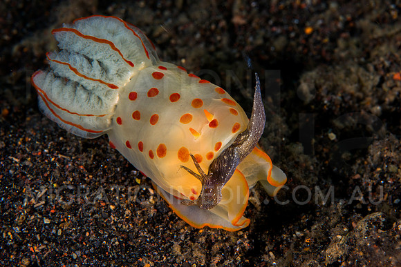 Sea Hare Eaten by Nudibranch