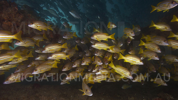 Snapper Wide