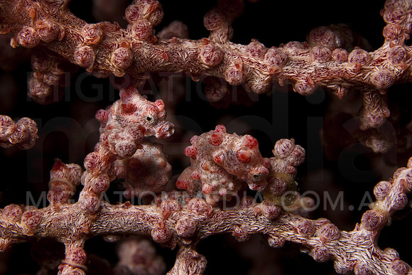 Pygmy Seahorses on Sea Fan