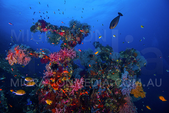 Beautiful Wreck