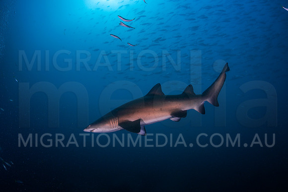 Grey Nurse Shark Blue Water