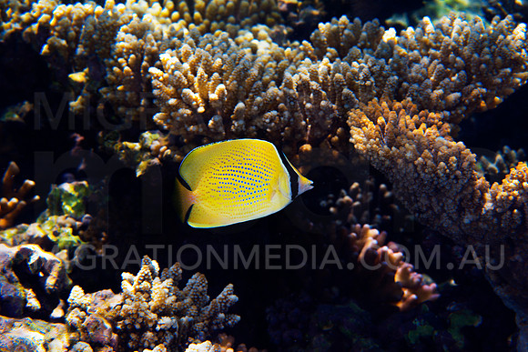 Buuterflyfish on Reef
