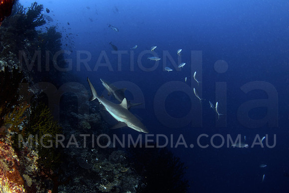 Reef Sharks on Wall