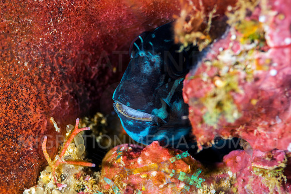 Black Comb-Tooth Blenny in Hole