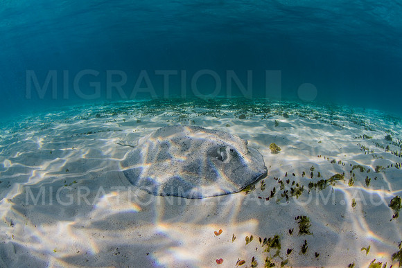 Roughback Ray Foraging