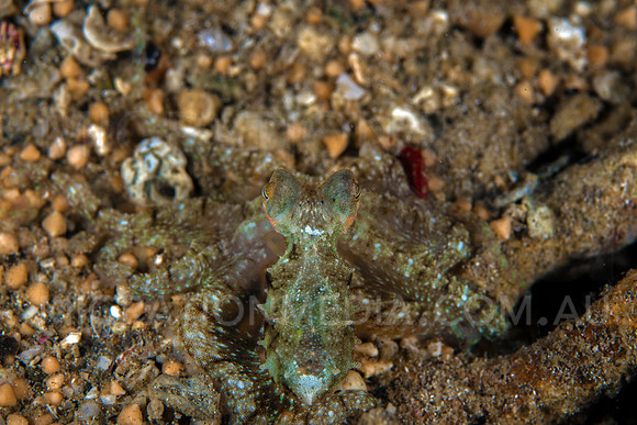 Juvenile Octopus Spread