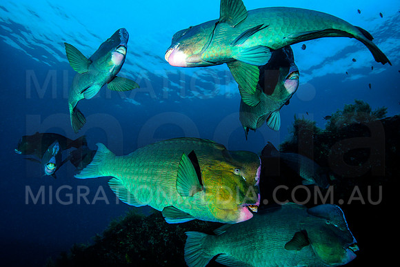 Bumphead Parrotfish Schooling