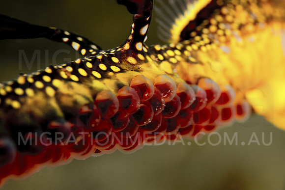 Weedy Sea Dragon Eggs