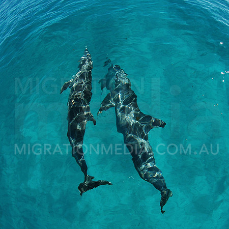 Bottlenose Dolphins Bow-Riding