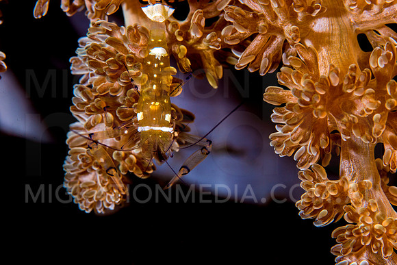 Anemone Shrimp