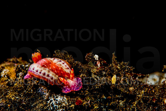Pink Chromodoris Nudibranch