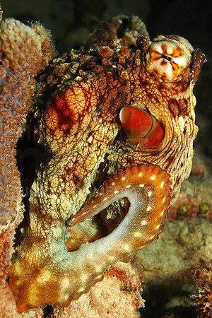 Octopus Curled Tenticle