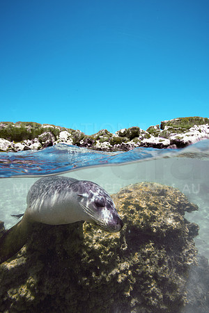 Australian Sea Lion Above-Below