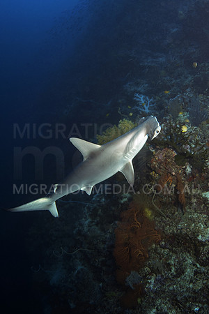 Hammerhead Deep