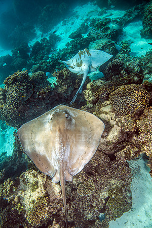 Cowtail Ray Mating Chain