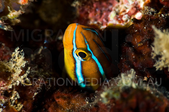 Fang-blenny