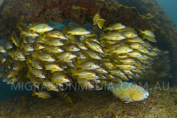 Snapper and Parrotfish Smiling