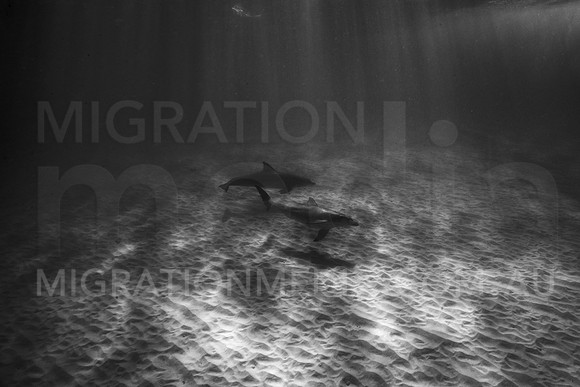 Bottlenose Dolphins B&W