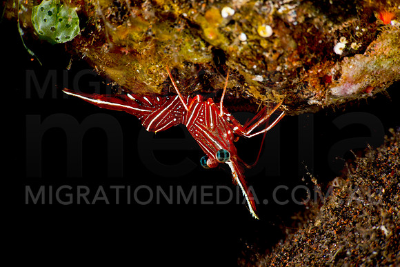 Hinge-Back Shrimp